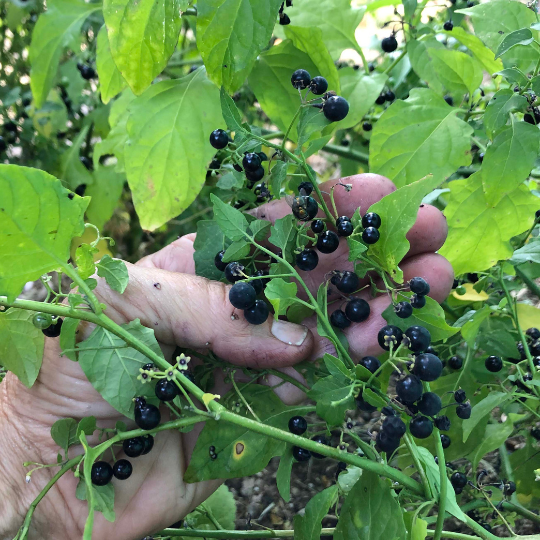 Chichiquelite Huckleberry (Solanum nigrum) | Terre promise